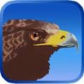 鹰狩猎之旅游戏安卓版 v1.121