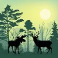 森林动物模拟器游戏正版下载 v1.0